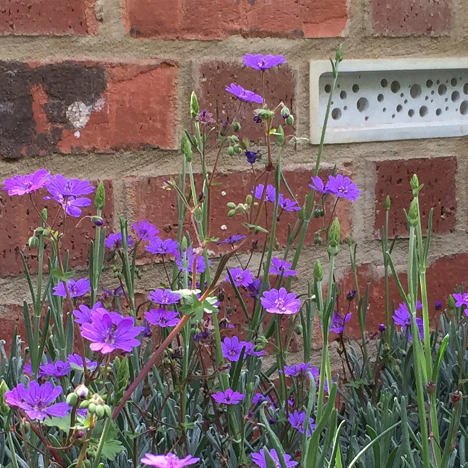 Bee Brick By Green And Blue 2 Bee Brick By Green And Blue - Image 2